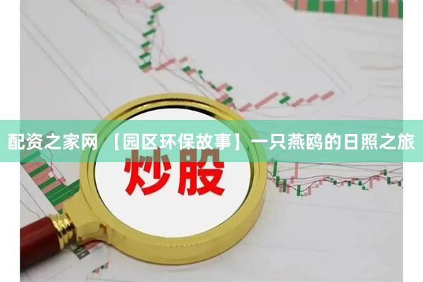 配资之家网 【园区环保故事】一只燕鸥的日照之旅